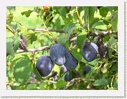 2007-08-12_16-11-19_Aout_142,0mm_1_100_eme_DiMAGE A2 * 2560 x 1920 * (3.06MB)